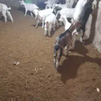 تعدادی بز وبزغاله از نژاد سانن|حیوانات مزرعه|تیران, |دیوار