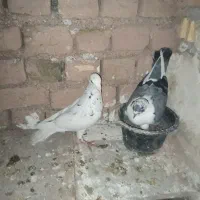 پرشی و جفتگاه