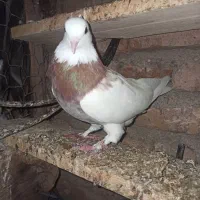 فروشی|پرنده|خان ببین, |دیوار