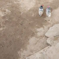 خروس سبرایت