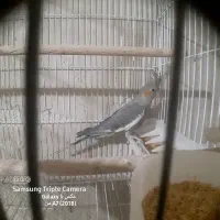 عروس هلندی|پرنده|خسروشاه, |دیوار