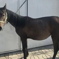 کر اسب مادیان عرب  بسیار زیبا و آروم
