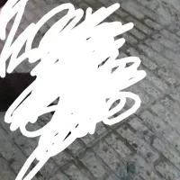 سگ پیدا شده عکس ارتباطی با سگ پیدا شده ندارد