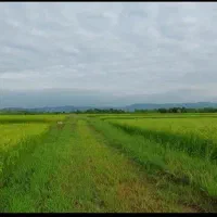 فروش شالیزار سنتی هکتاری، با قیمت متری ۲۵۰ تومان.|فروش زمین و ملک کلنگی|لاهیجان, کوه بیجار|دیوار