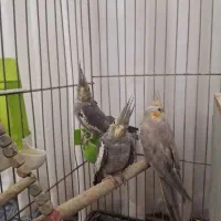 عروس هلندی|پرنده|کهریزک, |دیوار