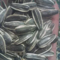 تخمه خوی و کردو کاغذی|خوردنی و آشامیدنی|دشتابی, |دیوار