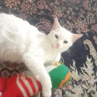دو عدد گربه سفید نر و ماده