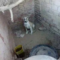 کچ دل فروشی موقعیت سرایان|سگ|سرایان, |دیوار