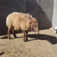 بره نر یک ساله نژاد دار|حیوانات مزرعه|اسفراین, |دیوار