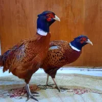 پرنده زینتی  امریکایی سیلور لیدی بلژیکی طاووس