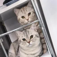 واگذاری دو گربه بریتیش شورت‌هیر نر و ماده باهم