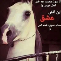 فروش تعدادی  اسب درجه یک با بهترین قیمتها