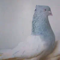 کله الماسی کاکول پاپر گم کردم در گلشن میخرمش