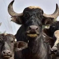 شیرگاومیش صدرصدخالص