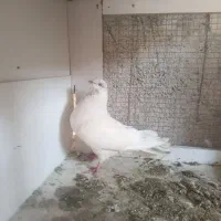 کفتر چش ونوک و نوک ریز