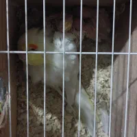 عروس هلندی مولد سخنگو|پرنده|شهریار, شهریار|دیوار