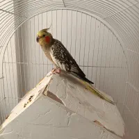 عروس هلندی بالغ