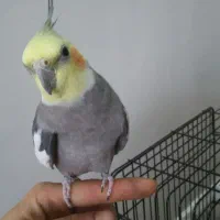 عروس هلندی نر