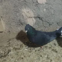 کفتر|پرنده|کرمان, |دیوار