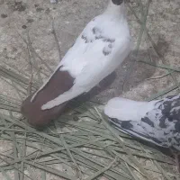 کفتر ماده حال دم افشون