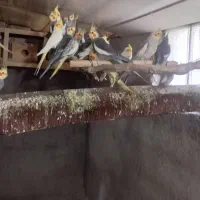 عروس هلندی