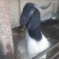 بز نر  احمق
