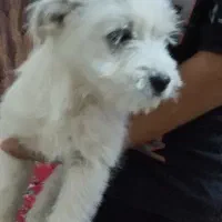 سگ پاکوتاه|سگ|رفسنجان, |دیوار