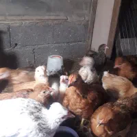 فروش تعدادی جوجه محلی وکاکلی|حیوانات مزرعه|لنگرود, |دیوار