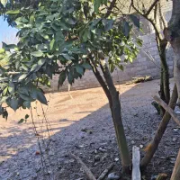 فروش‌ زمین مسکونی|فروش زمین و ملک کلنگی|رشت, آب آسیاب|دیوار