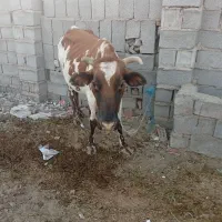 گاو|حیوانات مزرعه|کرمان, |دیوار