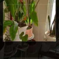 گل وگلدان طبیعی|گل و گیاه طبیعی|گلبهار, شهر جدید گلبهار|دیوار