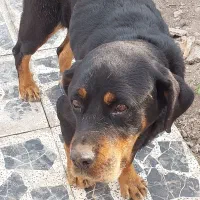 سگ ماده نژاد رتوایلر