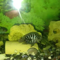 ماهی آکواریومی