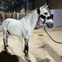 اسب|اسب و تجهیزات اسب‌سواری|کهریزک, |دیوار