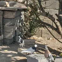 کبوتر|پرنده|اهرم, |دیوار