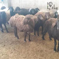 3عددبره ی چاق