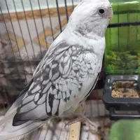 عروس هلندی وات فیس اهلی|پرنده|برازجان, |دیوار