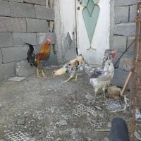 خروس|حیوانات مزرعه|سنندج, |دیوار