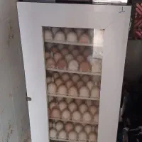 دستگاه جوجه کشی ۲۱۰ تایی و ۱۲۶تایی