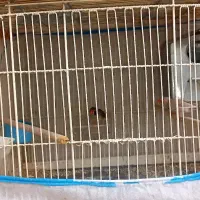 فنج های مولد جف باقفسو بدون قفس بشرط جوجه|پرنده|قم, شاه ابراهیم|دیوار