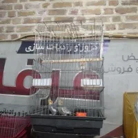 یک جفت عروس هلندی مولد الانم تخم کردن|پرنده|اشتهارد, |دیوار