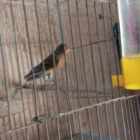 جفت قناری سرخ مست ماده گیر