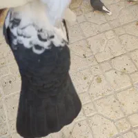 کبوتر یا کفتر دم سیاه|پرنده|شیراز, تندگویان|دیوار