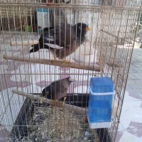 دو عدد مرغ مینا نر و ماده،