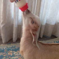 بزغاله عروسک