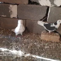 کبوتر|پرنده|زرندیه, |دیوار