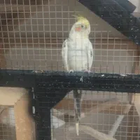 یه جفت عروس هلندی