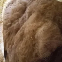 پشم گوسفندی|رختخواب، بالش، پتو|شاهرود, |دیوار