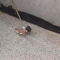 کبوترپرشی|پرنده|مشهد, کوه سنگی|دیوار