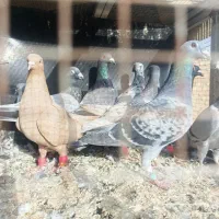 یه گل کبوتر پرشی همه‌ مال یه بوم‌